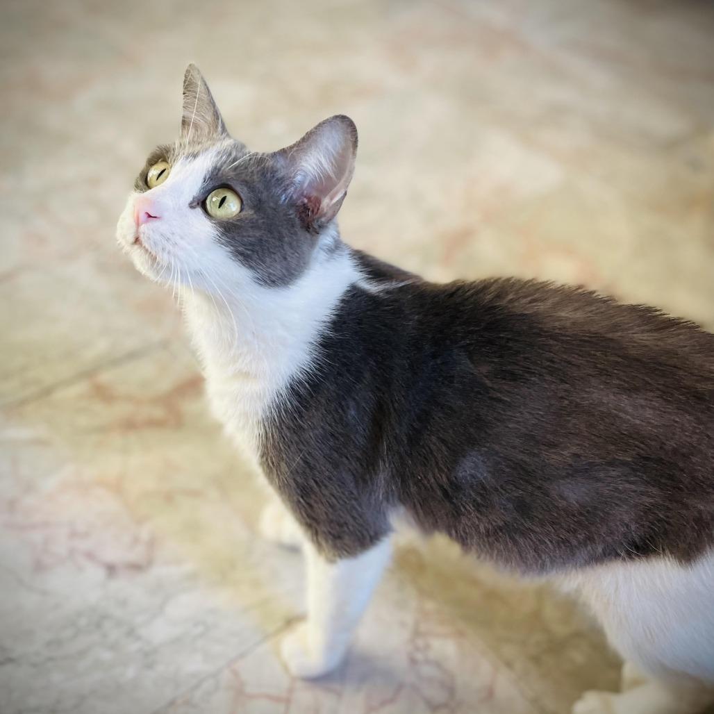 Jada, Adoptable, Adult Female Domestic Short Hair & Russian Blue.