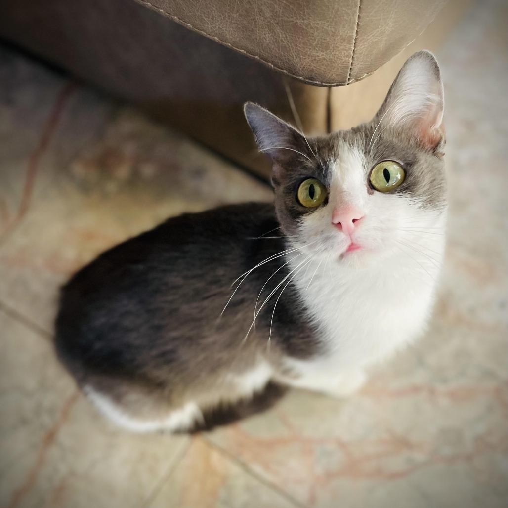 Jada, a Adoptable mixed breed in Colorado Springs, CO image 3/4