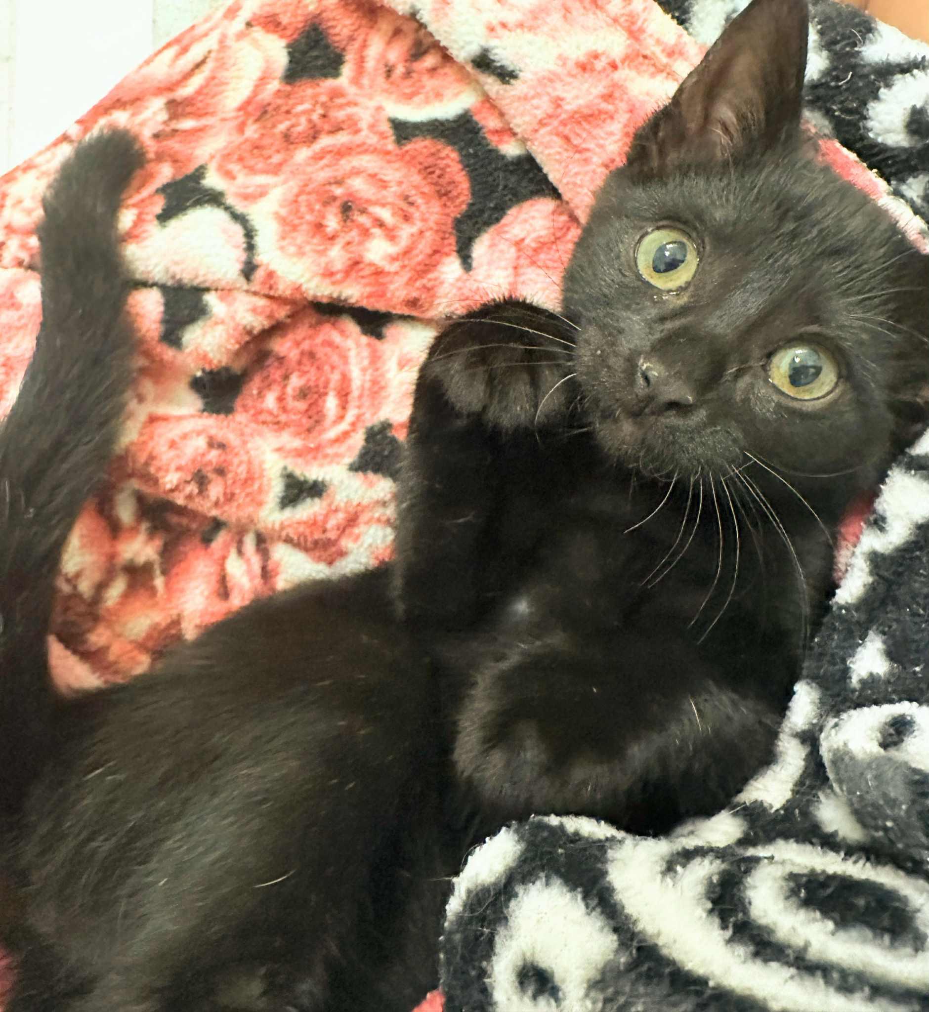 Velvet and Wally (must be adopted together)