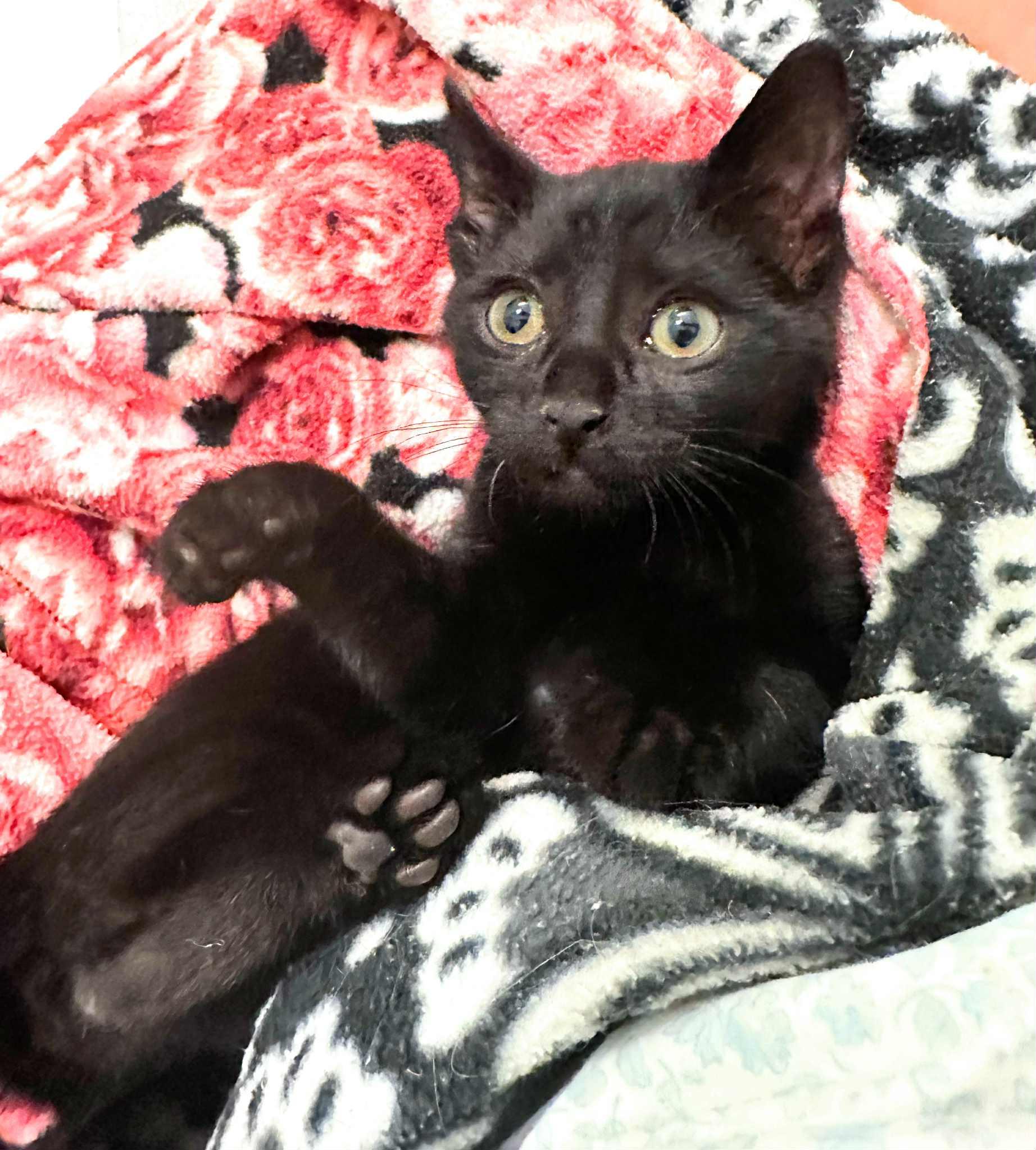 Velvet and Wally (must be adopted together)