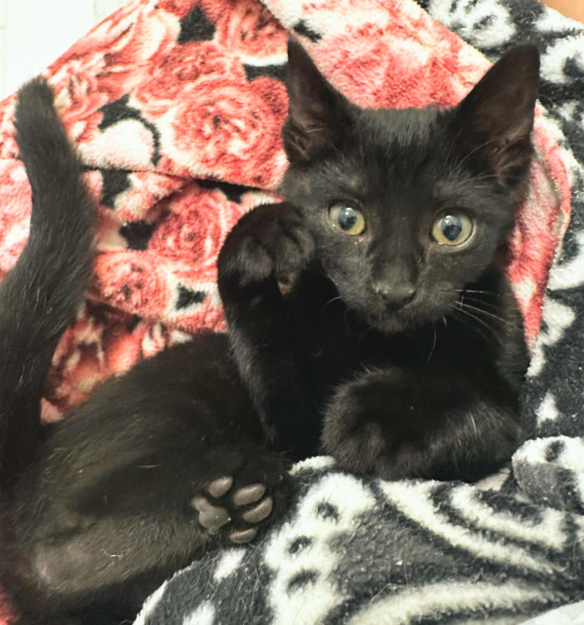 Velvet and Wally (must be adopted together)