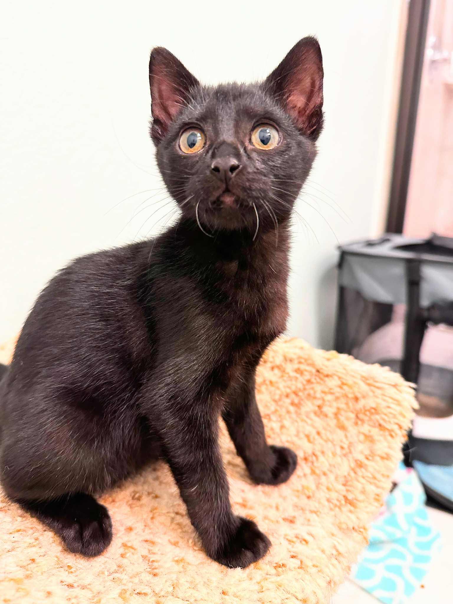 Velvet and Wally (must be adopted together)