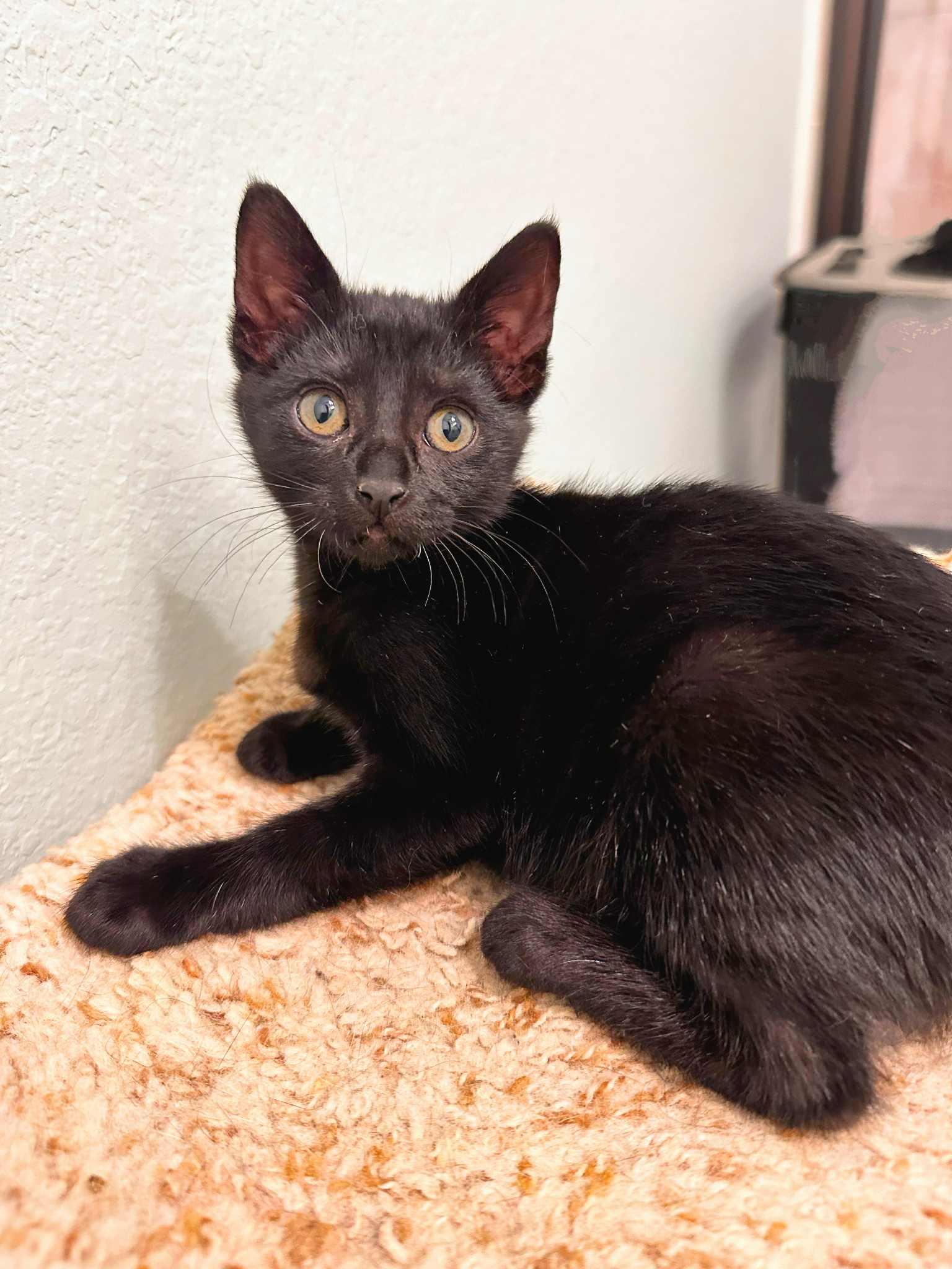 Velvet and Wally (must be adopted together)