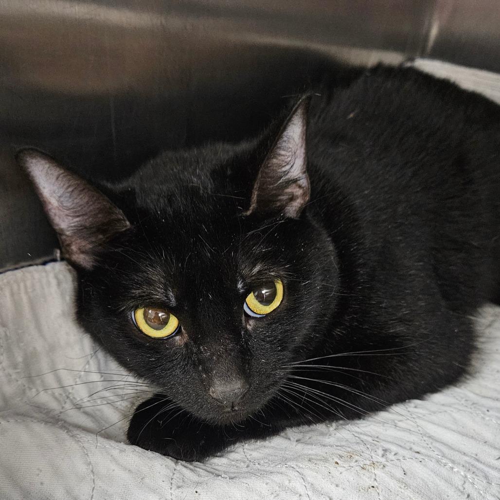 Enlarge Raimee, a Adoptable Domestic Short Hair in Canton, IL image 1/2