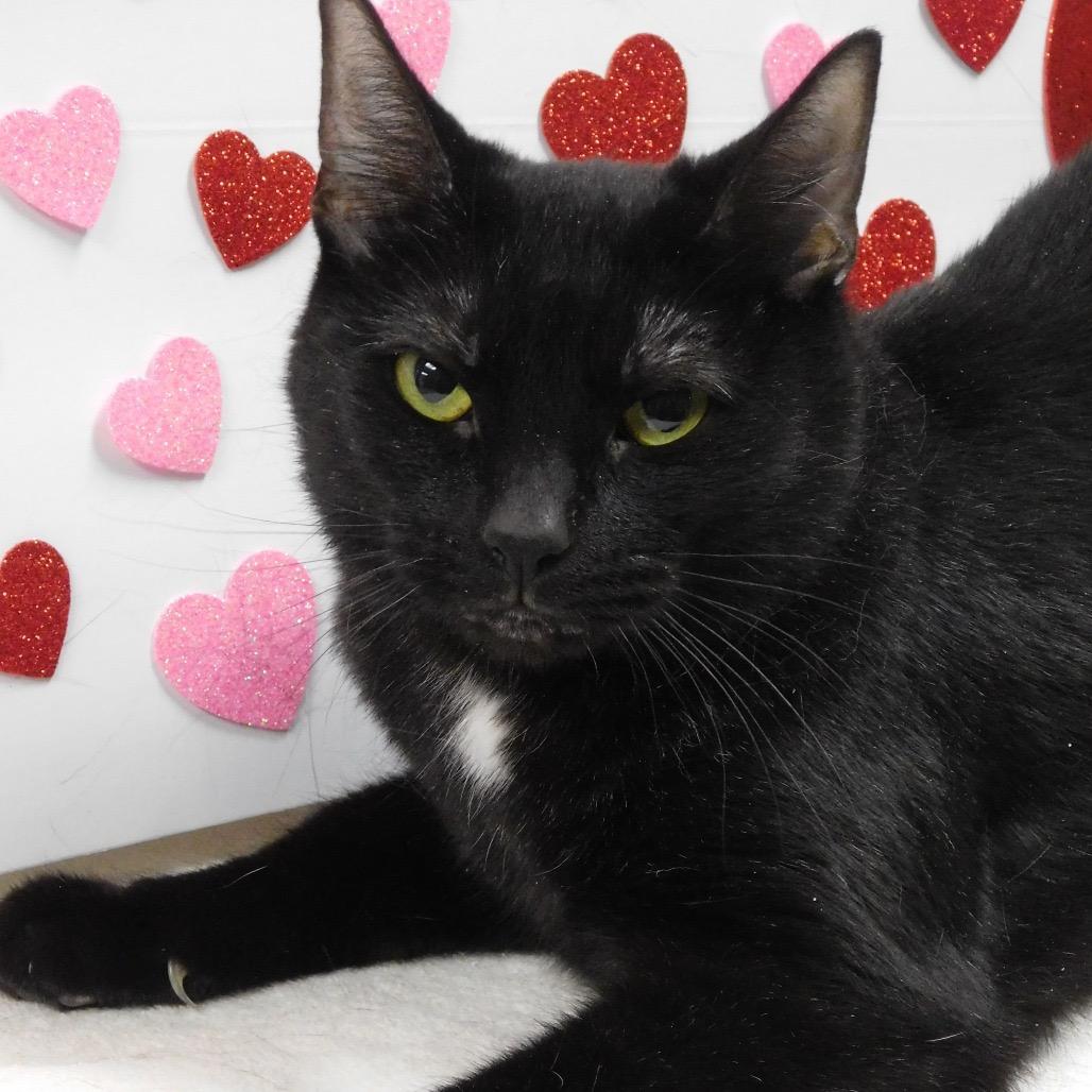 Enlarge Raimee, a Adoptable Domestic Short Hair in Canton, IL image 2/2