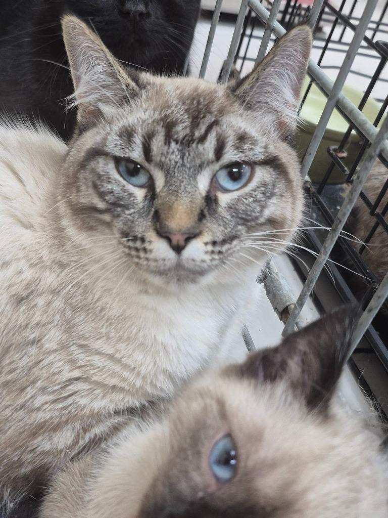 Travis, Adopted, Young Male Domestic Short Hair.