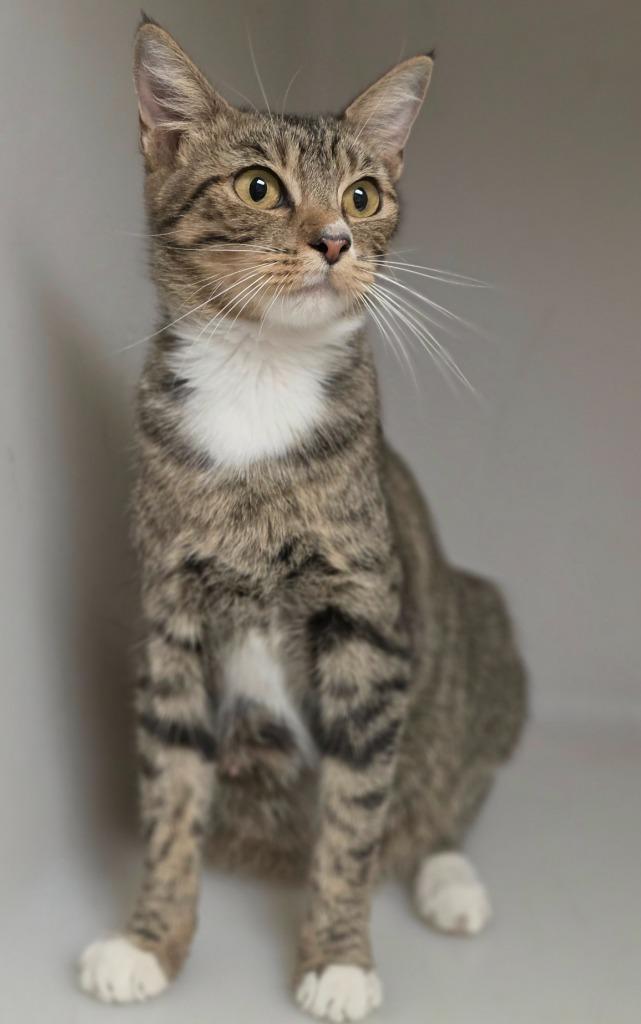Momma B, Adoptable, Young Female Domestic Short Hair.
