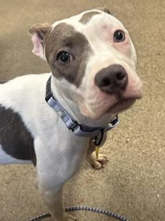 Enlarge Penny, a Adopted mixed breed in Cleveland, OH image 2/2