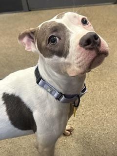 Penny, Adopted, Puppy Female Pit Bull Terrier.