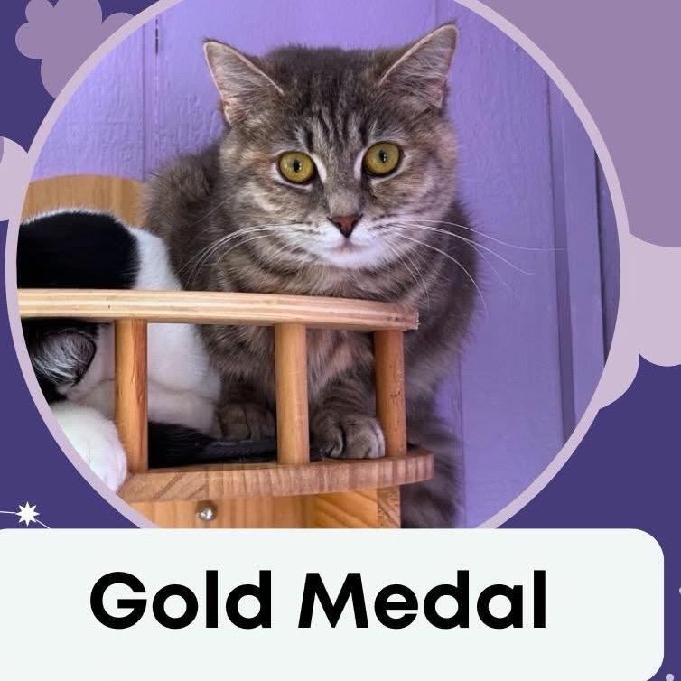 Gold Medal 55732, a Adoptable Domestic Short Hair in Lansing, MI image 1/2