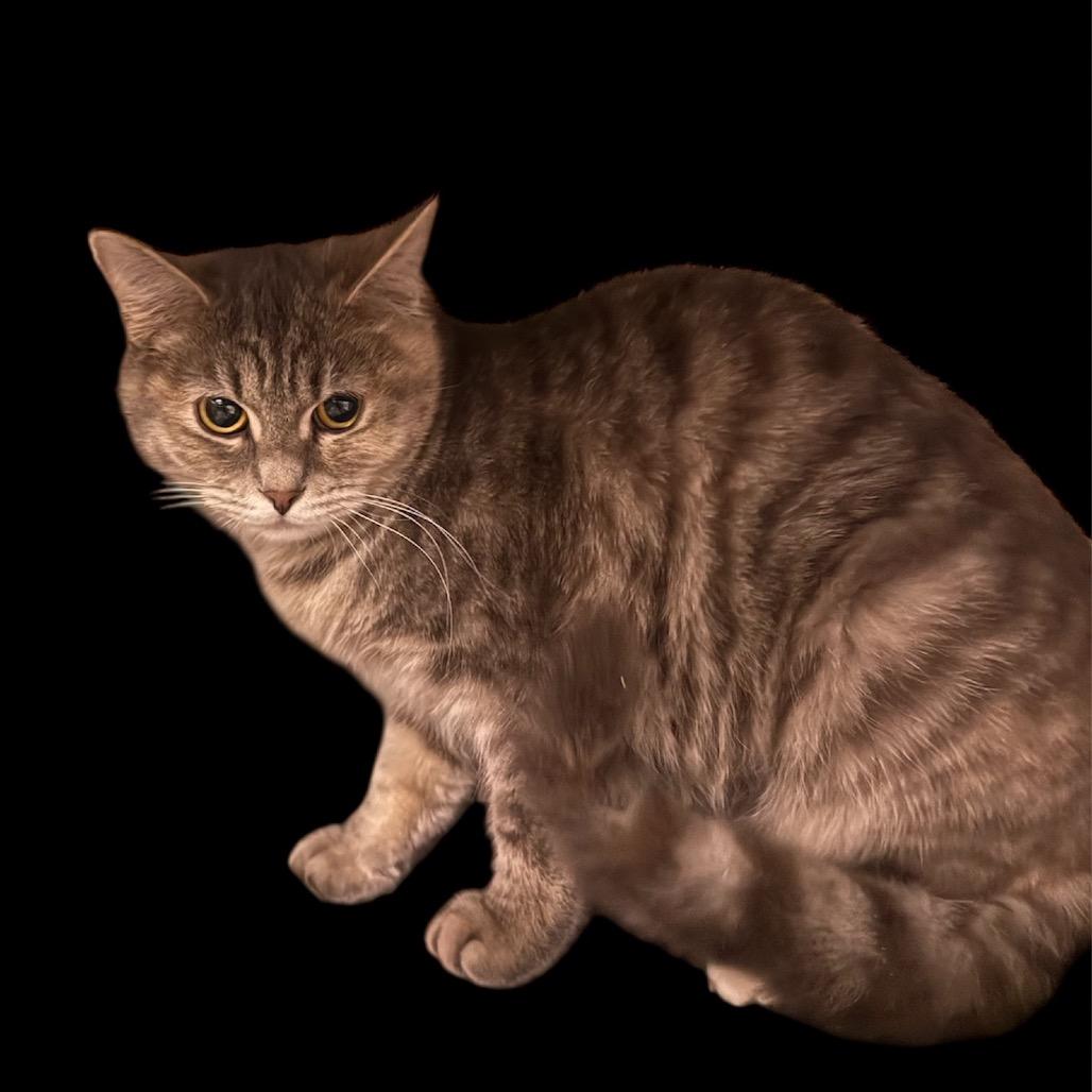 Gold Medal 55732, a Adoptable Domestic Short Hair in Lansing, MI image 2/2