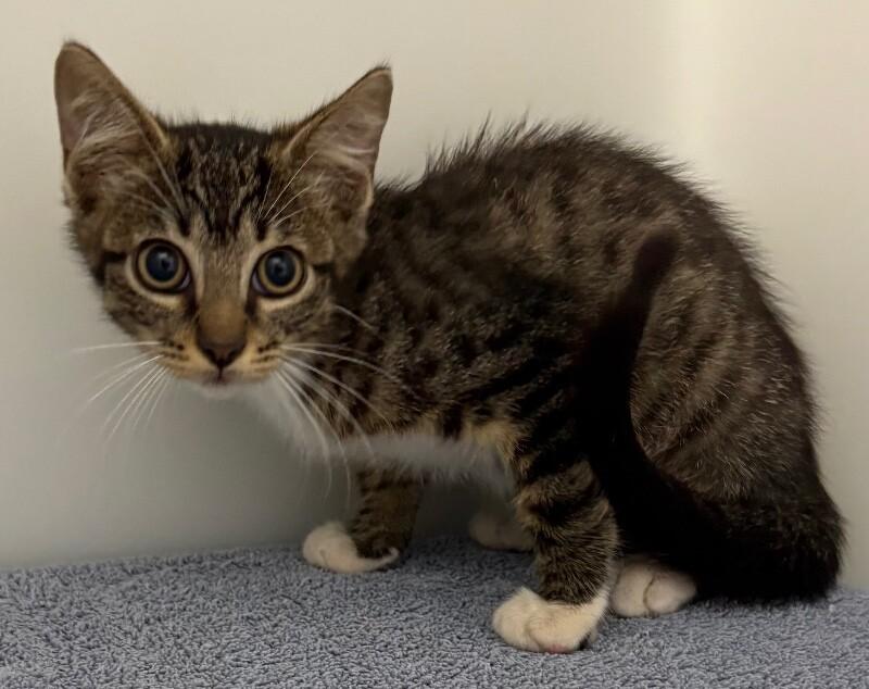 Turnip, Adoptable, Young Male Domestic Short Hair.