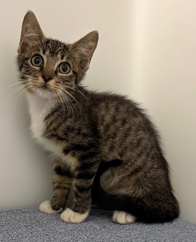 Turnip, a Adoptable Domestic Short Hair in Katy, TX image 2/2