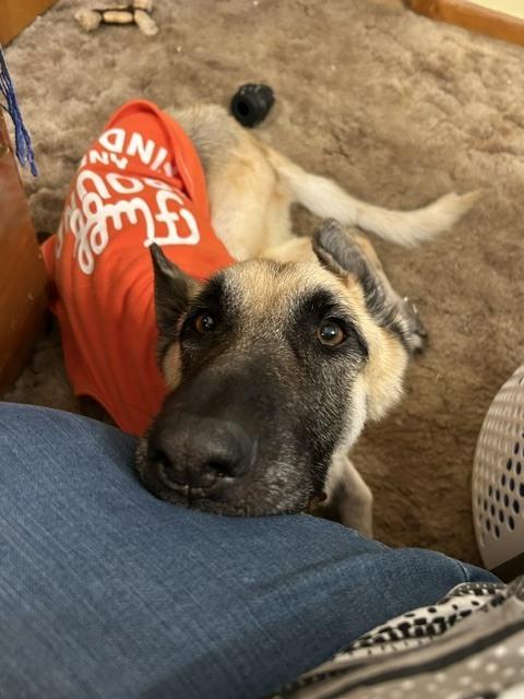 Enlarge Mila, a Adoptable German Shepherd Dog in Suamico, WI image 1/2