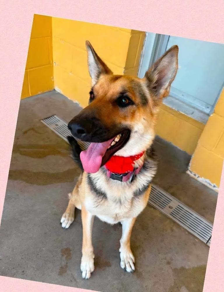 Enlarge Mila, a Adoptable German Shepherd Dog in Suamico, WI image 2/2