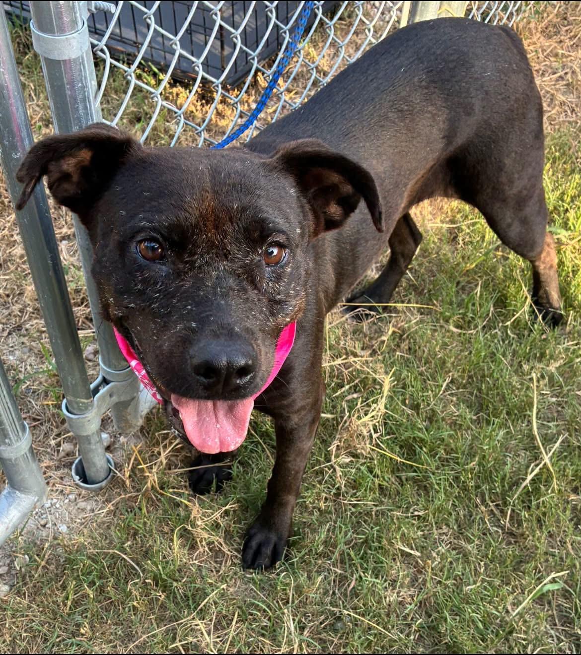 Enlarge Grace, a Adoptable mixed breed in Brule, NE image 5/6