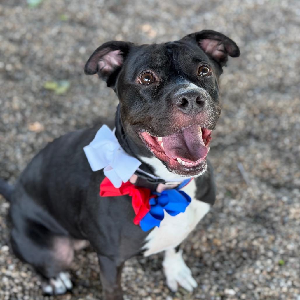 Muffin, a Adoptable Mixed Breed in DeKalb, IL image 2/3