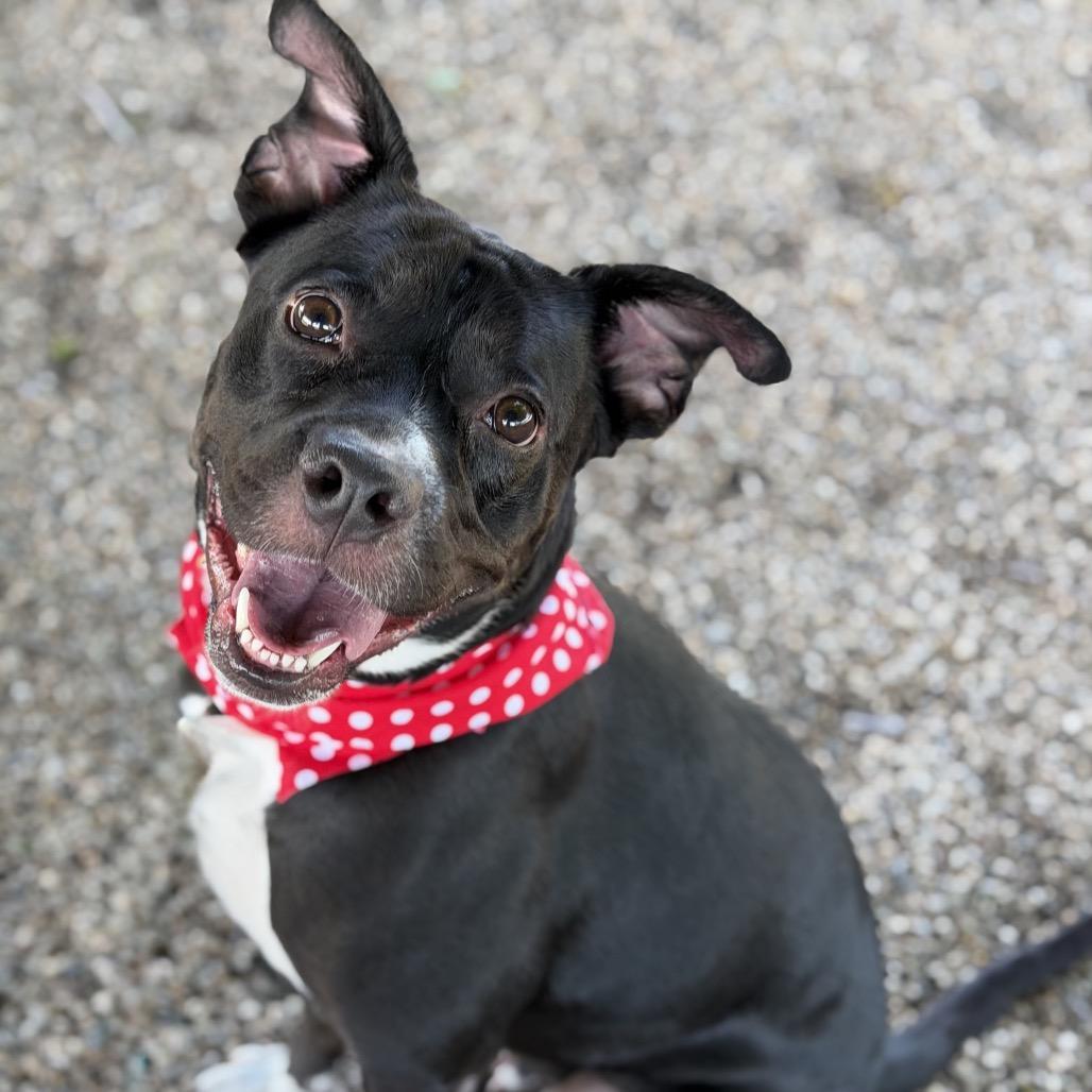 Muffin, a Adoptable Mixed Breed in DeKalb, IL image 3/3