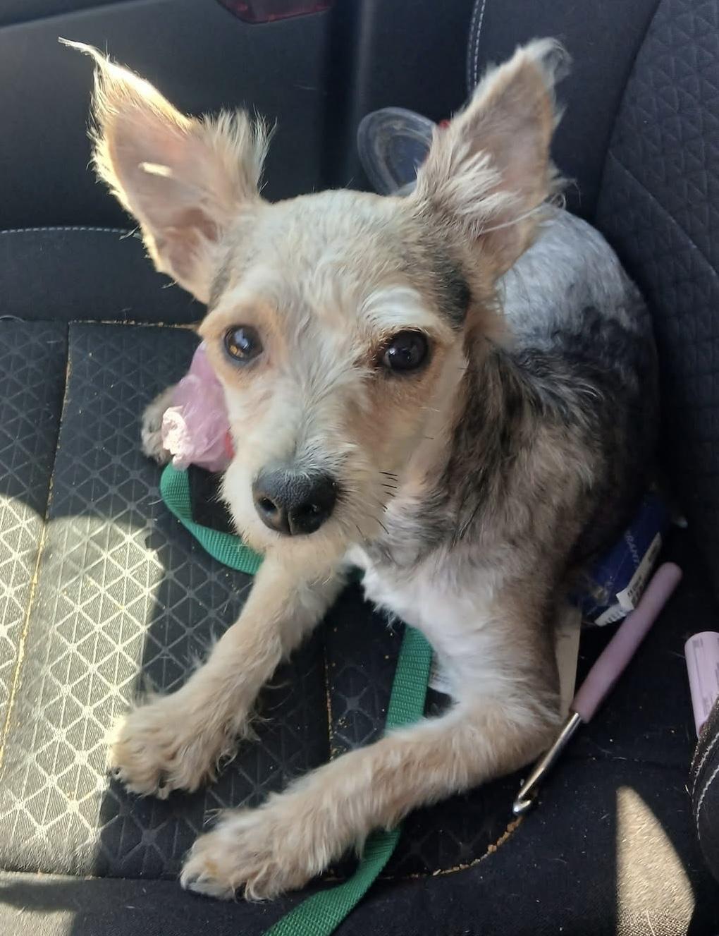 Winston, adopted, Puppy Male Yorkshire Terrier.