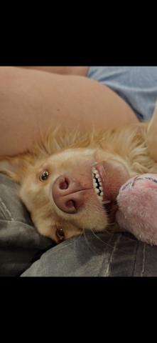 Enlarge Pearl (Courtesy Post), a ADOPTABLE Mixed Breed in Talbott, TN image 2/3