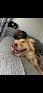 Enlarge Pearl (Courtesy Post), a ADOPTABLE Mixed Breed in Talbott, TN image 1/3