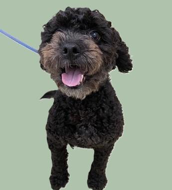 Xander - 54263, Adoptable, Young Male Miniature Poodle.