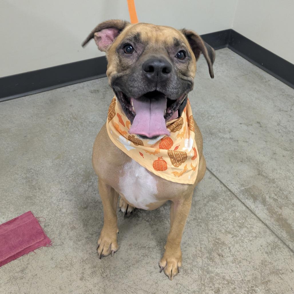 Pixie, a Adoptable Mixed Breed in Saint Cloud, MN image 1/6