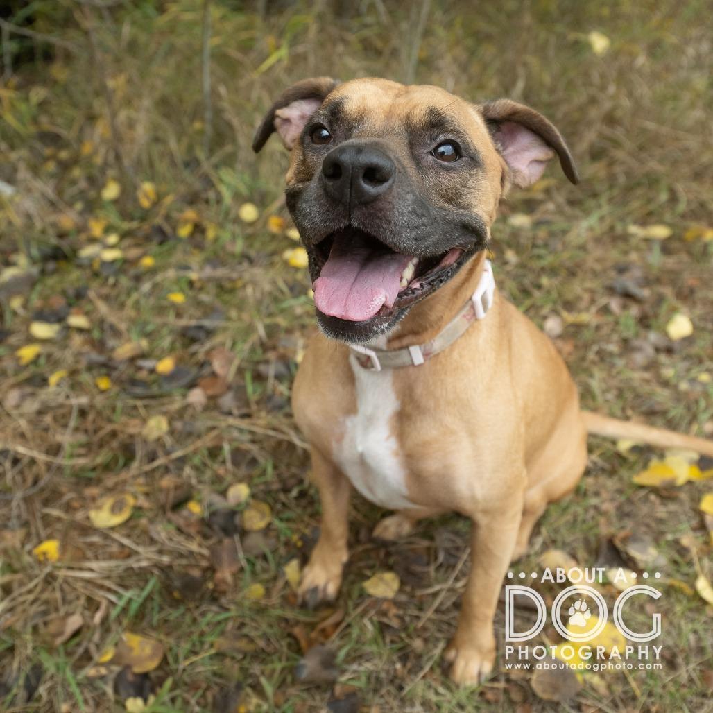 Pixie, a Adoptable Mixed Breed in Saint Cloud, MN image 2/6