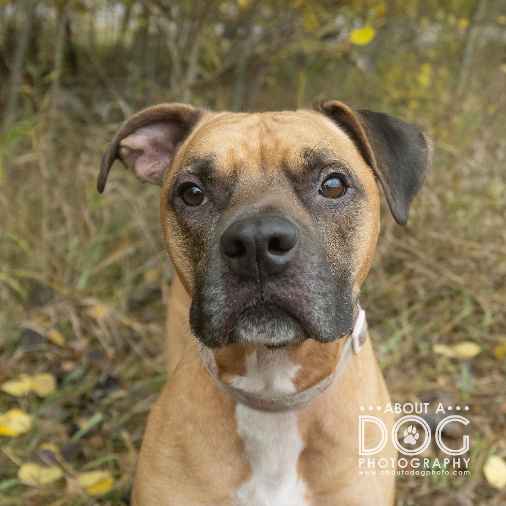 Pixie, a Adoptable Mixed Breed in Saint Cloud, MN image 3/6
