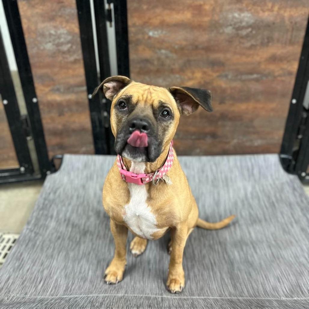 Pixie, a Adoptable Mixed Breed in Saint Cloud, MN image 4/6