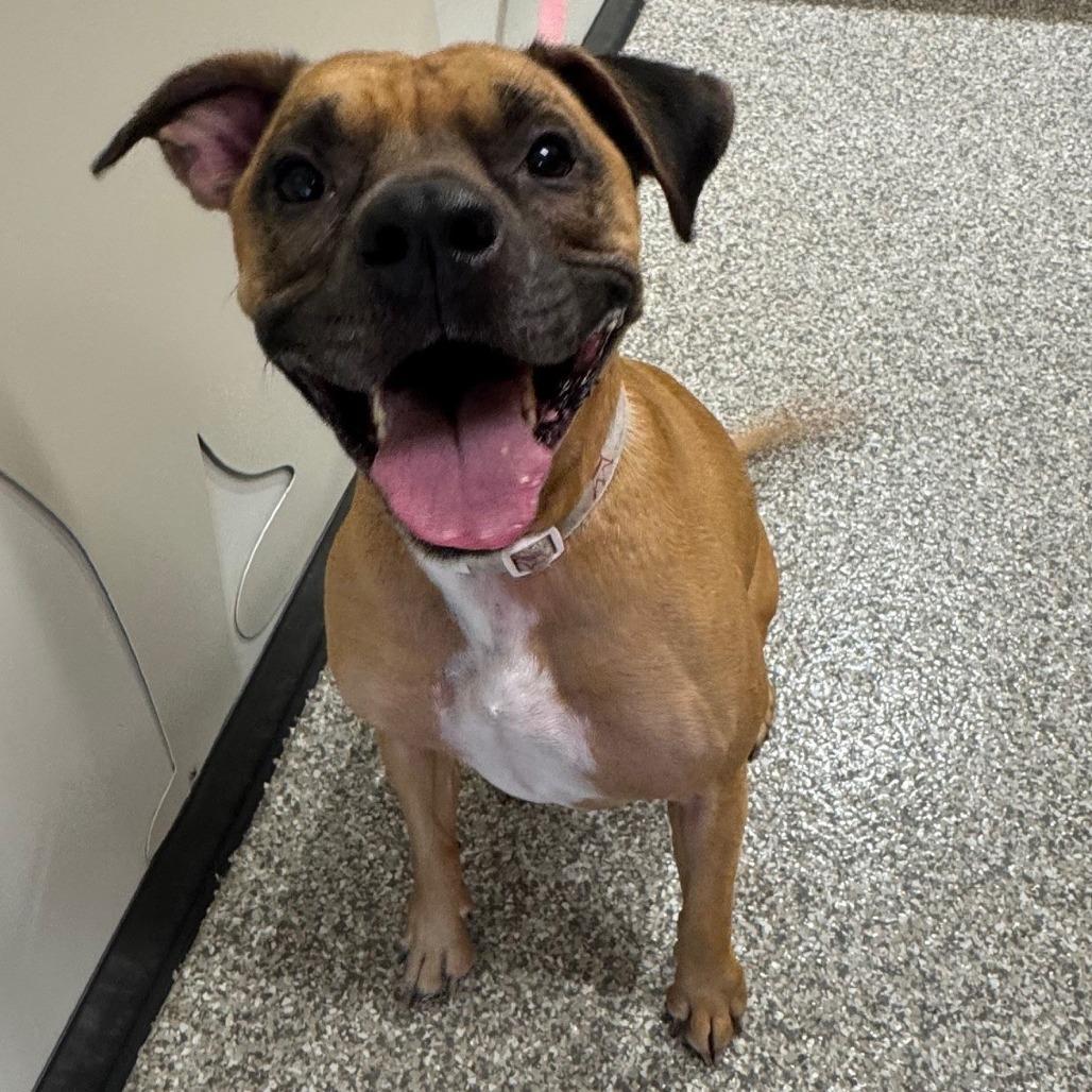 Pixie, a Adoptable Mixed Breed in Saint Cloud, MN image 5/6