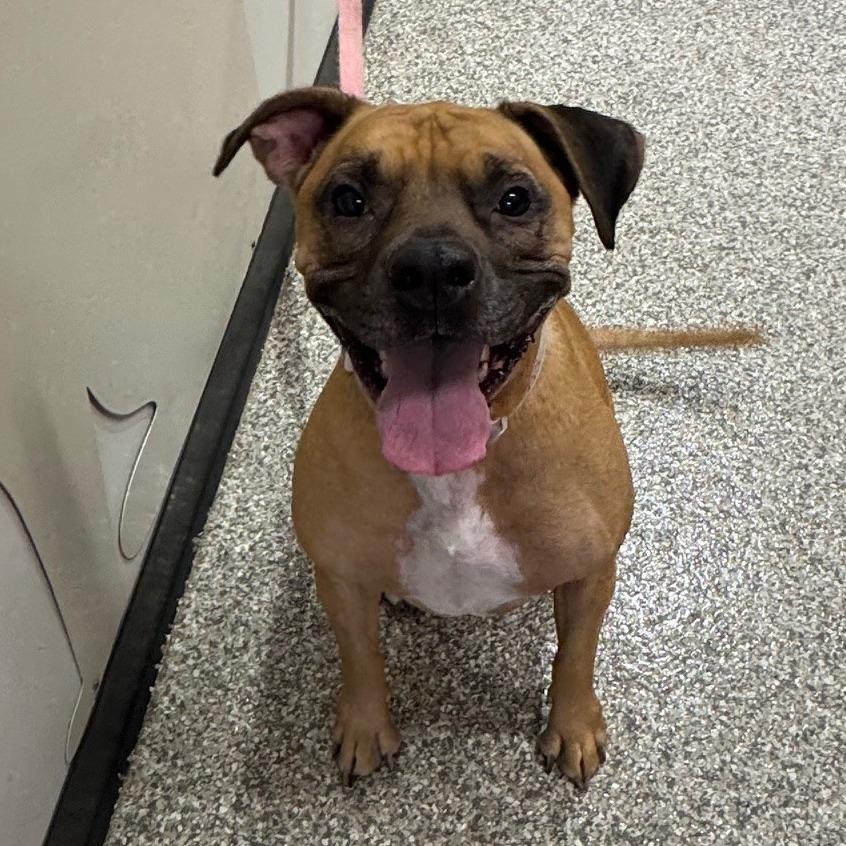 Pixie, a Adoptable Mixed Breed in Saint Cloud, MN image 6/6