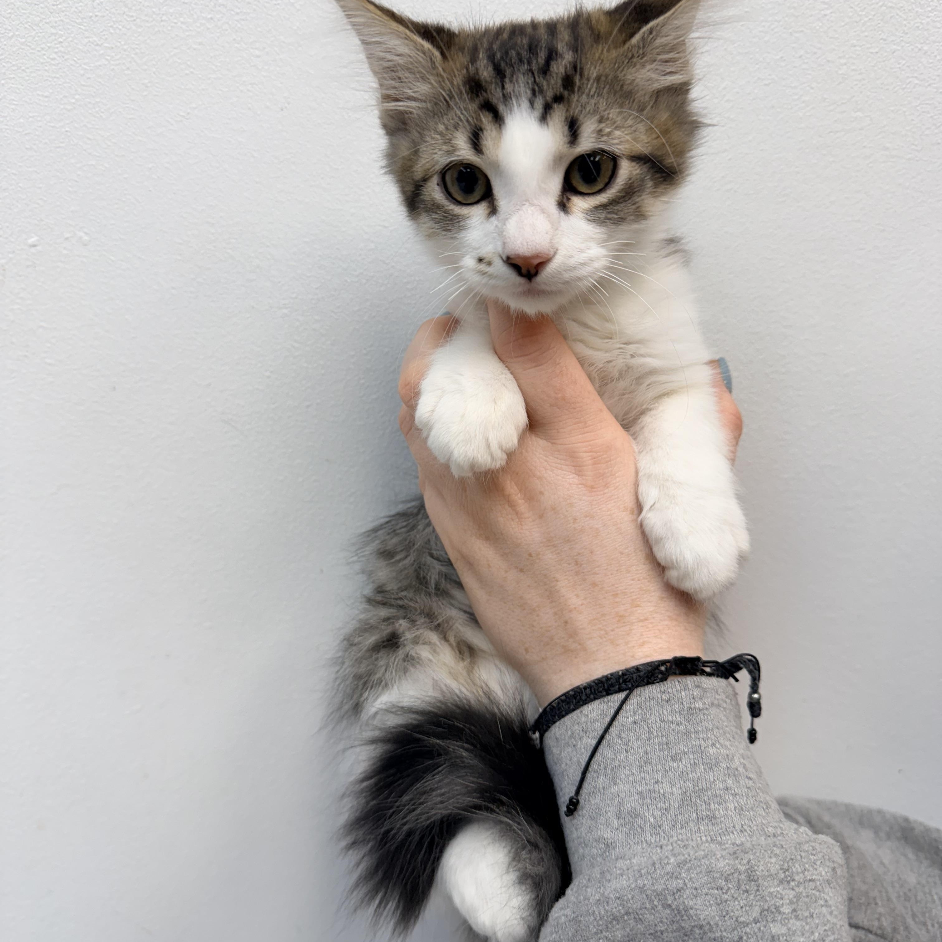 Mayo, Adopted, Kitten Male Tabby.