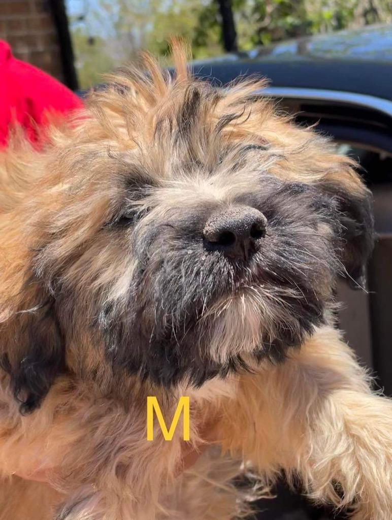 Enlarge Puma, a Adopted mixed breed in Bristol, WI image 2/2