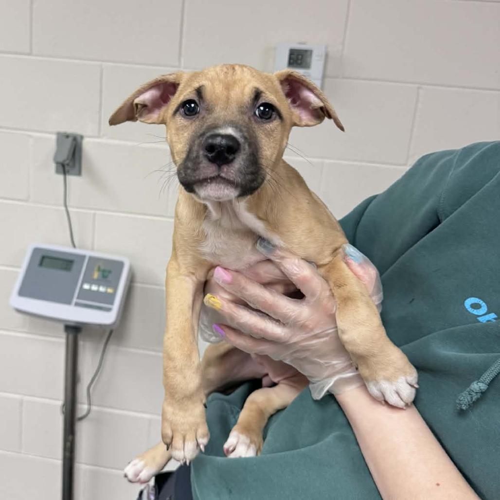 Hunny, Adoptable, Puppy Female Cane Corso & Mixed Breed.
