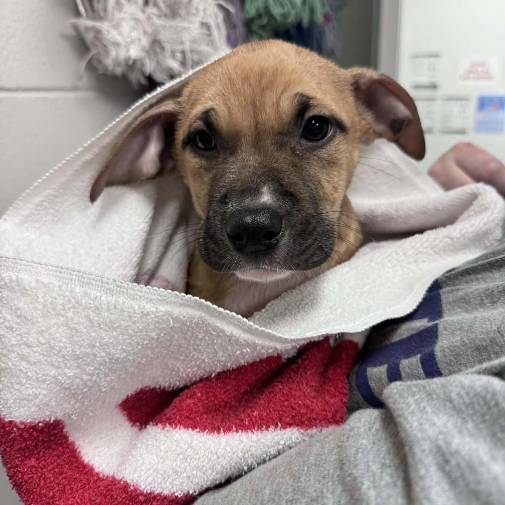 Enlarge Hunny, a Adoptable mixed breed in Manhattan, KS image 2/2