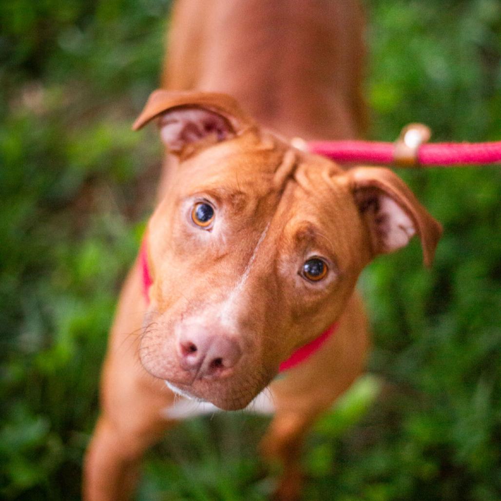 Enlarge Linda Blair, a Adoptable mixed breed in Olathe, KS image 1/6