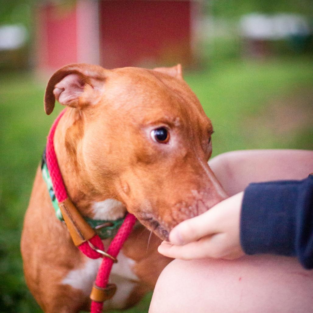 Enlarge Linda Blair, a Adoptable mixed breed in Olathe, KS image 2/6