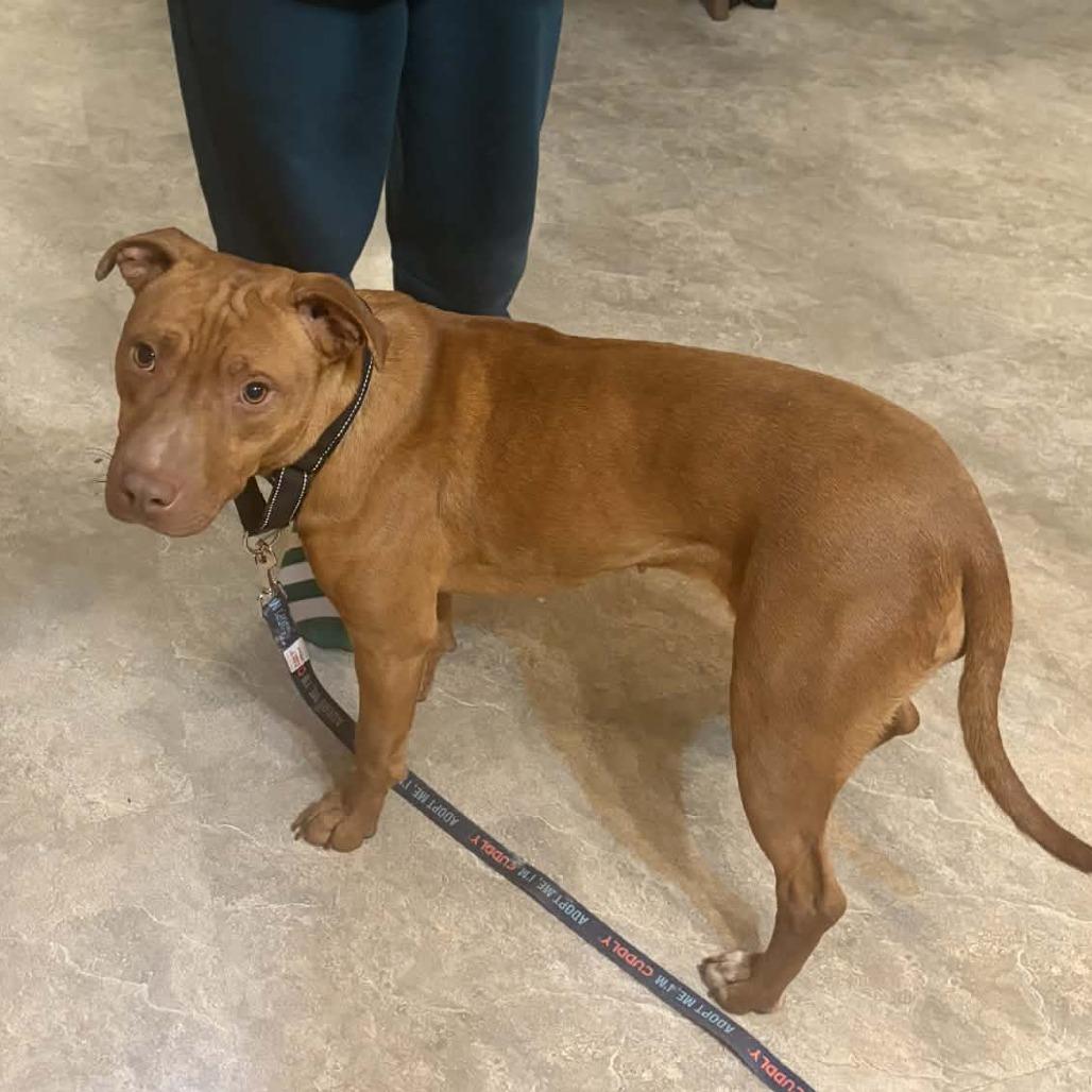 Linda Blair, Adoptable, Young Female Pit Bull Terrier & Mixed Breed.