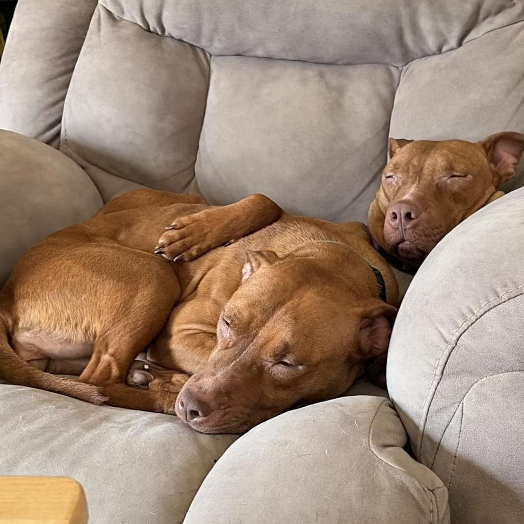 Enlarge Linda Blair, a Adoptable mixed breed in Olathe, KS image 2/3