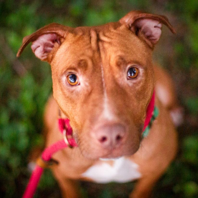 Enlarge Linda Blair, a Adoptable mixed breed in Olathe, KS image 5/6