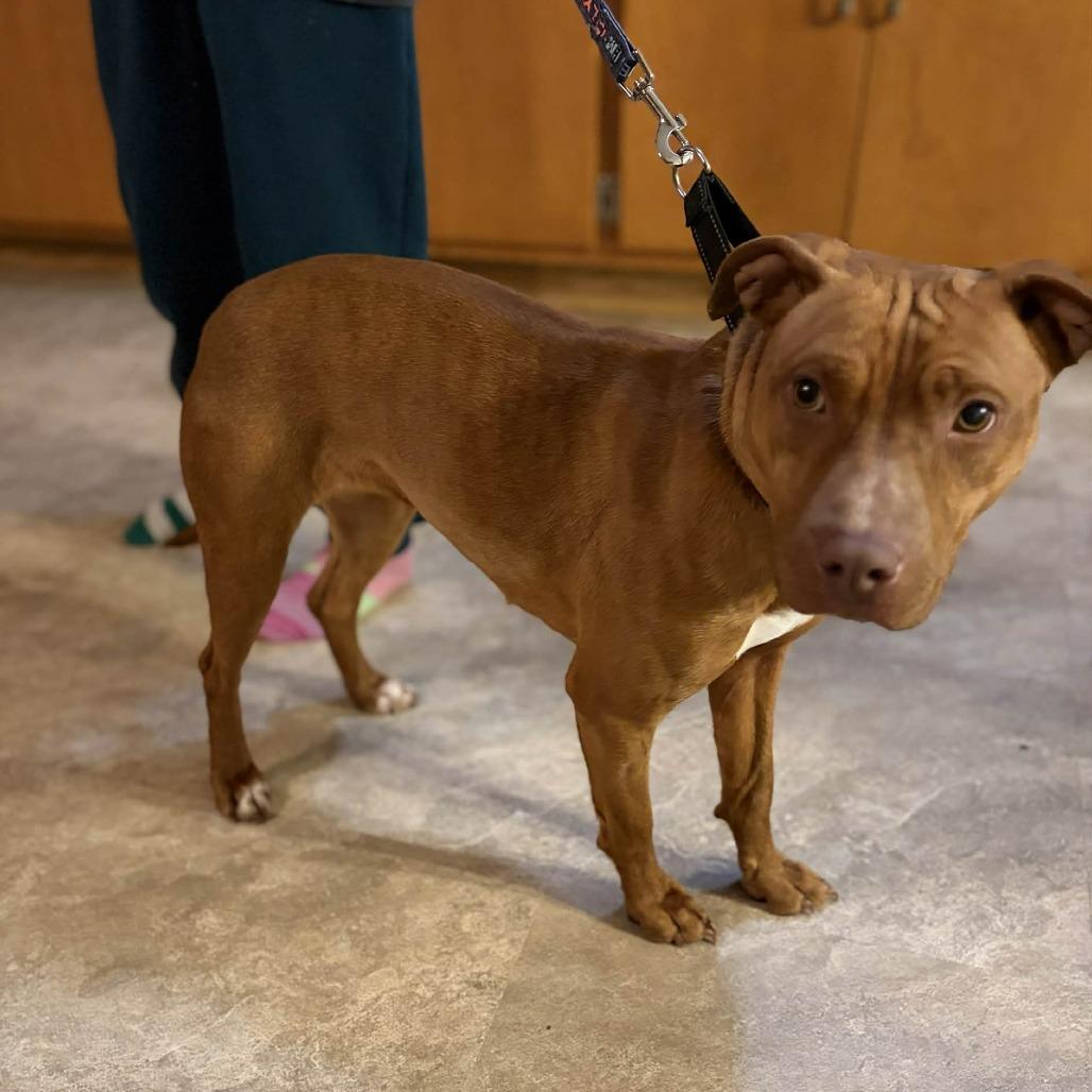 Enlarge Linda Blair, a Adoptable mixed breed in Olathe, KS image 3/3