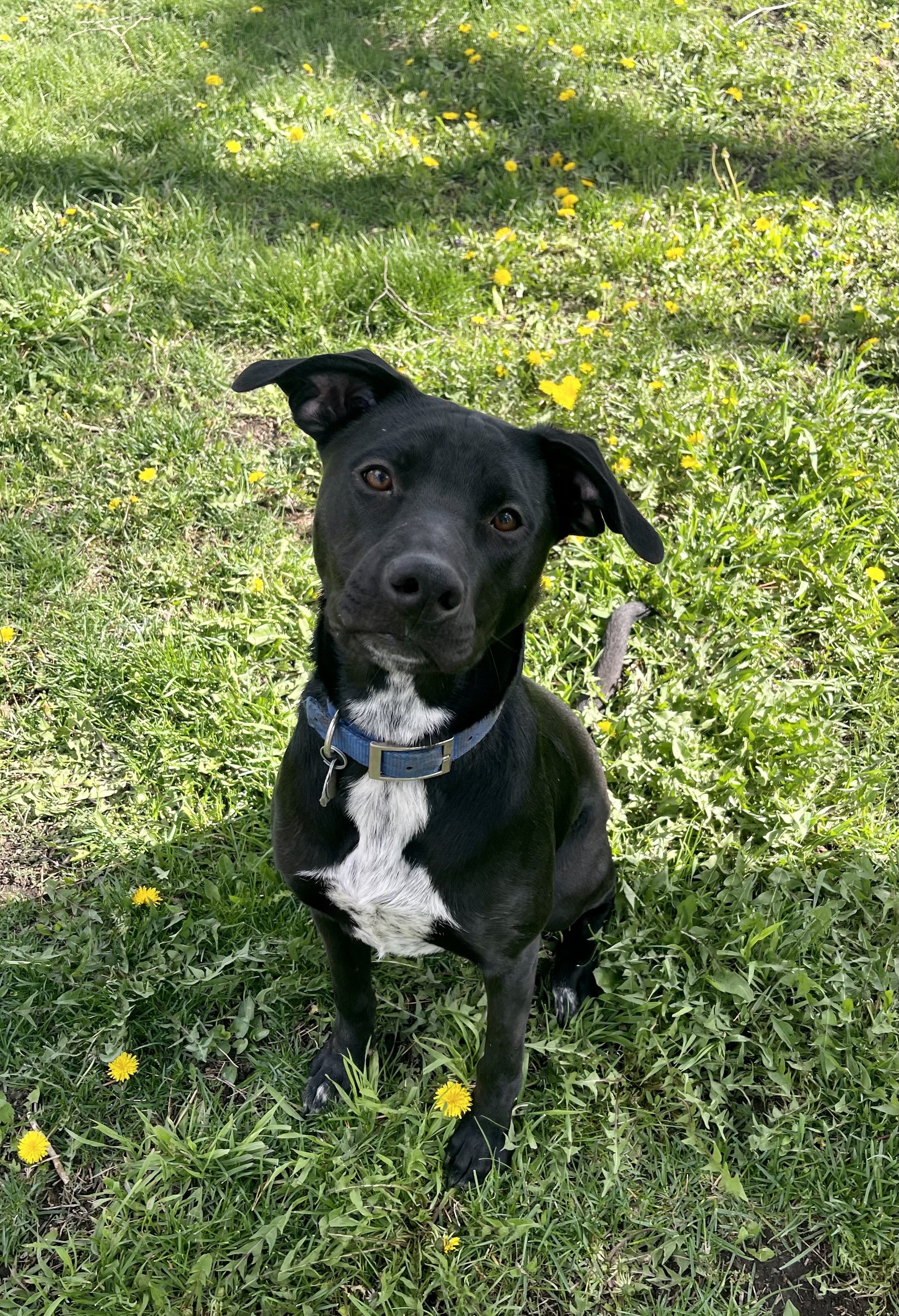 Enlarge Eddie-special fee!, a Adoptable American Bulldog in Madison, MN image 1/6