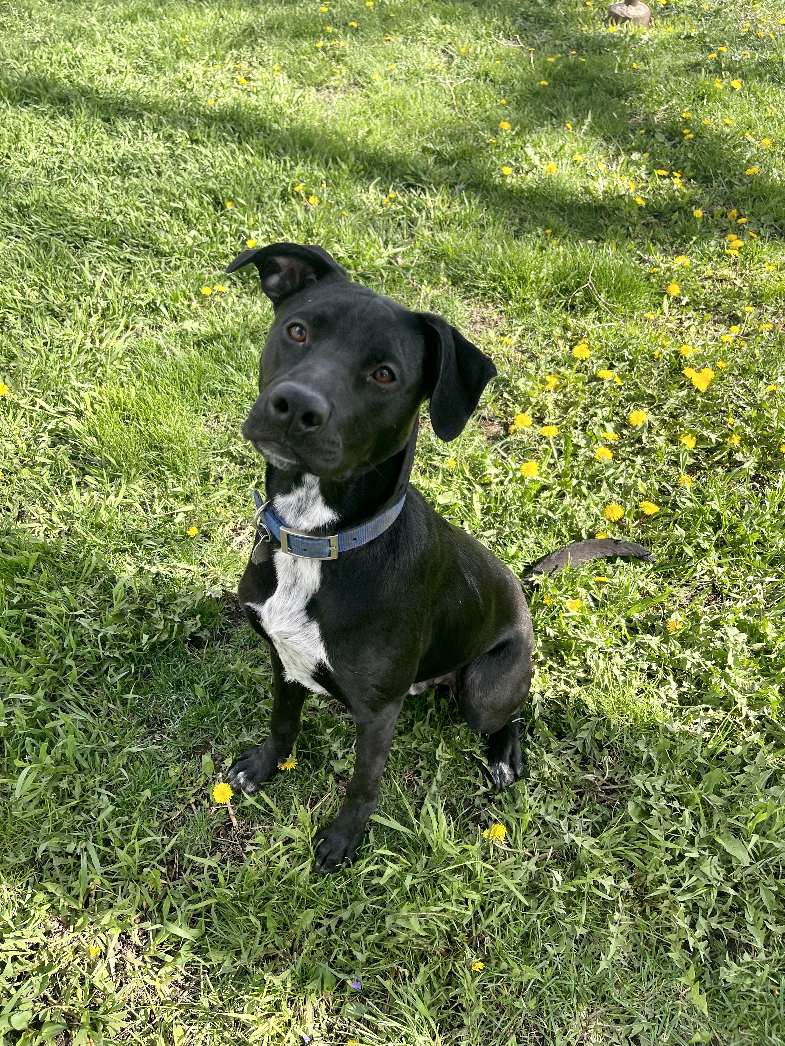 Enlarge Eddie-special fee!, a Adoptable American Bulldog in Madison, MN image 5/6