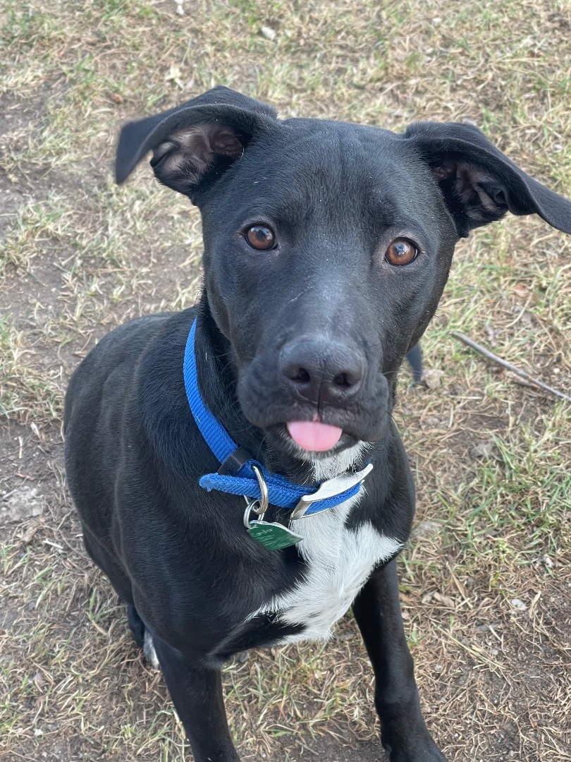Enlarge Eddie-special fee!, a Adoptable American Bulldog in Madison, MN image 2/6