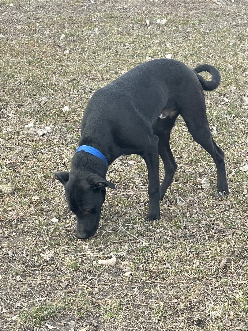 Enlarge Eddie-special fee!, a Adoptable American Bulldog in Madison, MN image 3/6