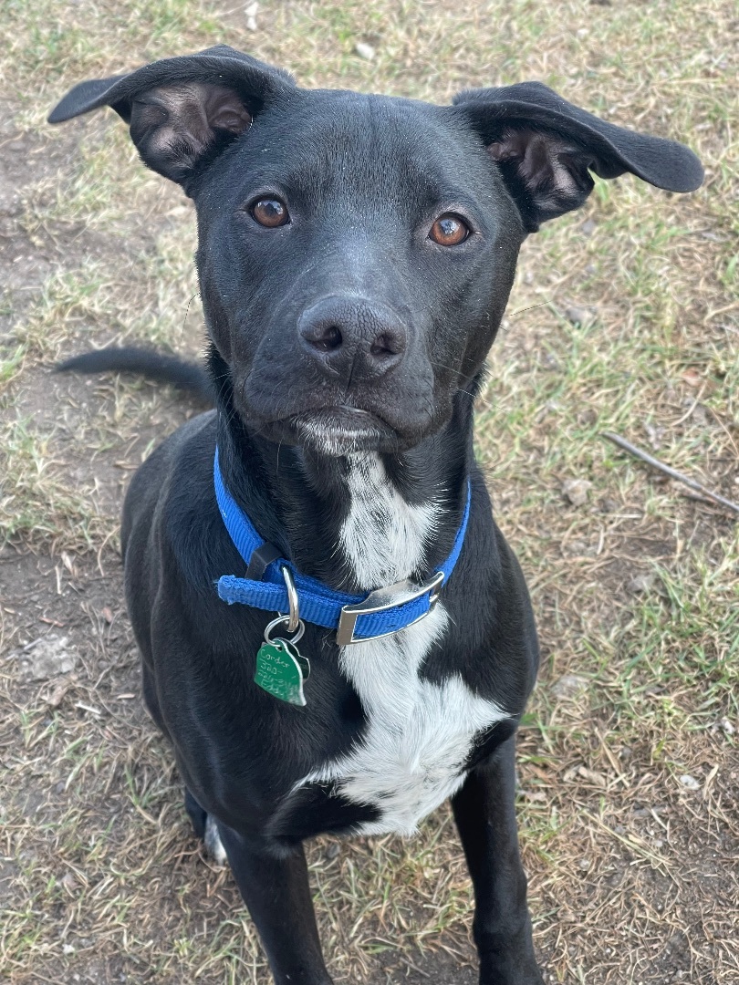 Enlarge Eddie-special fee!, a Adoptable American Bulldog in Madison, MN image 4/6