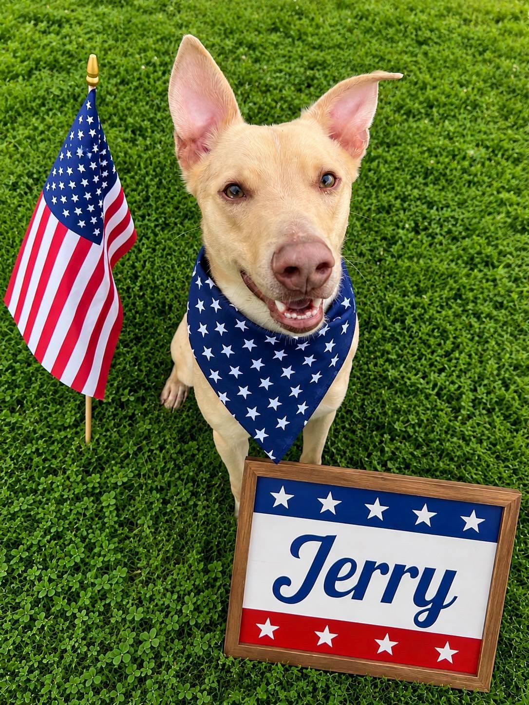 Pound Dog-Jerry #188265 Courtesy Listing, Adoptable, Adult Male Australian Shepherd.