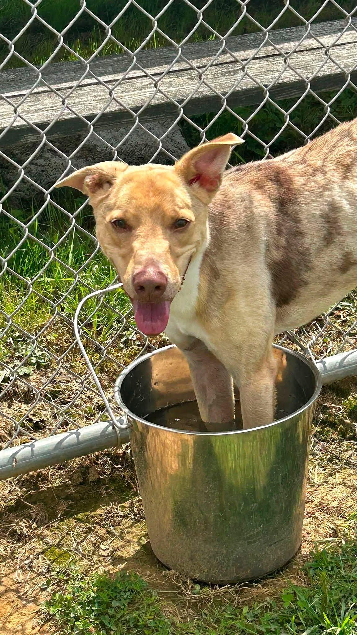 Enlarge Pound Dog-Jerry #188265 Courtesy Listing, a Adoptable Australian Shepherd in Rootstown, OH image 2/3