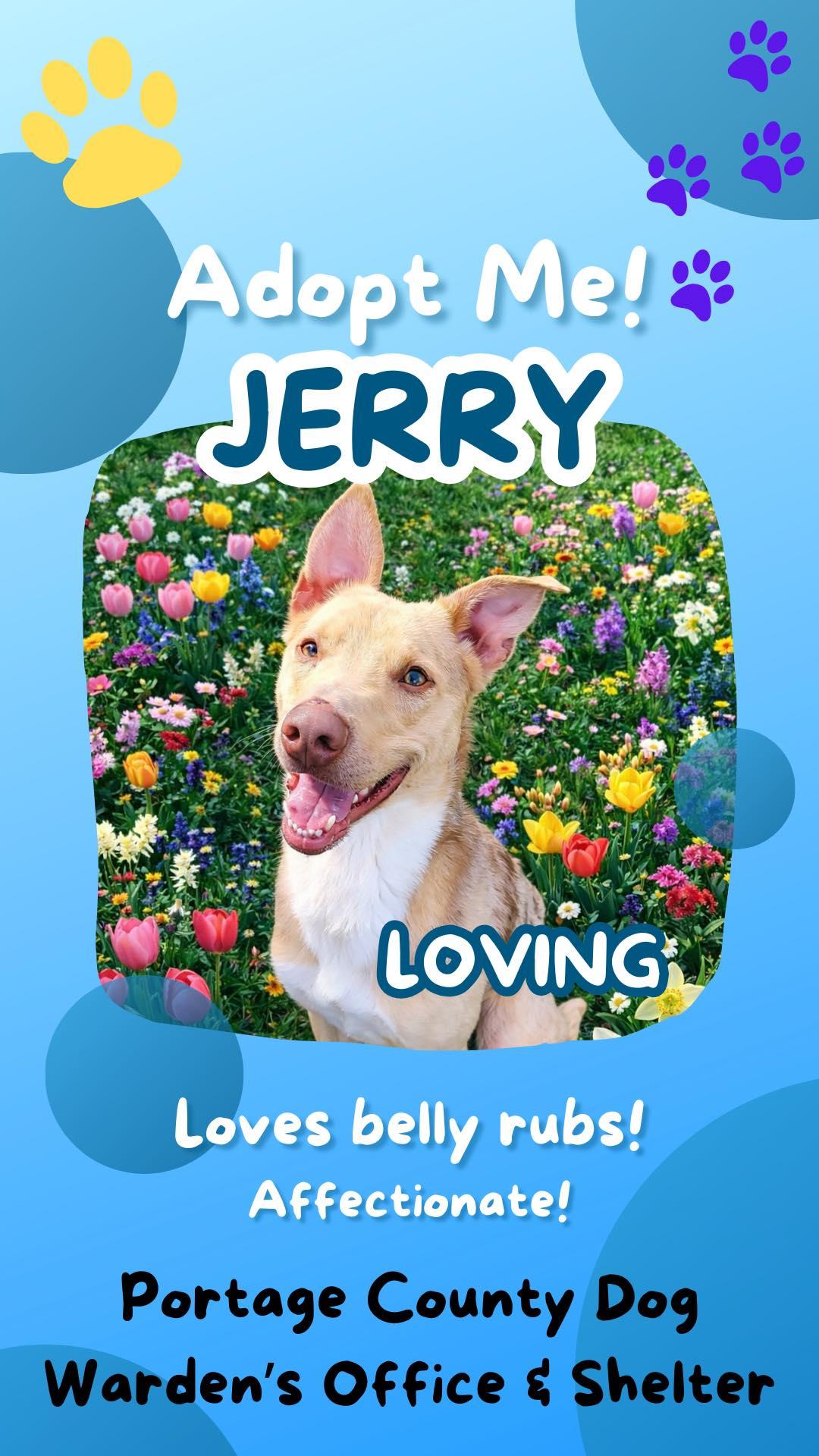 Pound Dog-Jerry #188265 Courtesy Listing, a Adoptable Australian Shepherd in Rootstown, OH image 2/3
